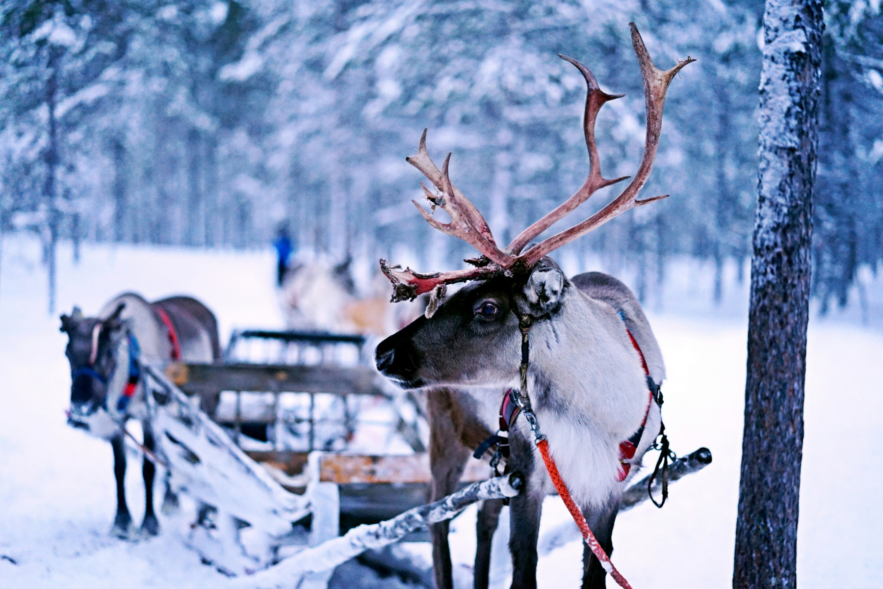 Sleigh reindeer in a winter forest