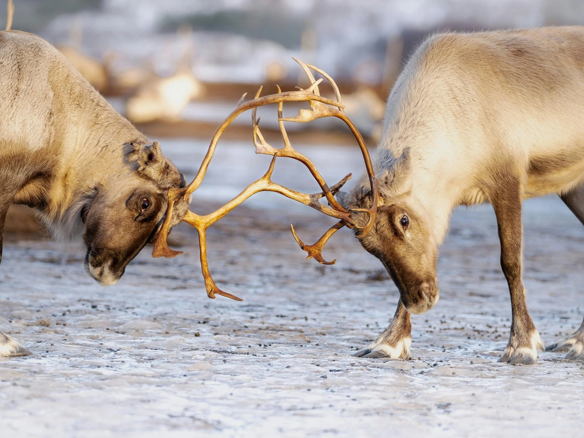 Private Reindeer Farm Experience