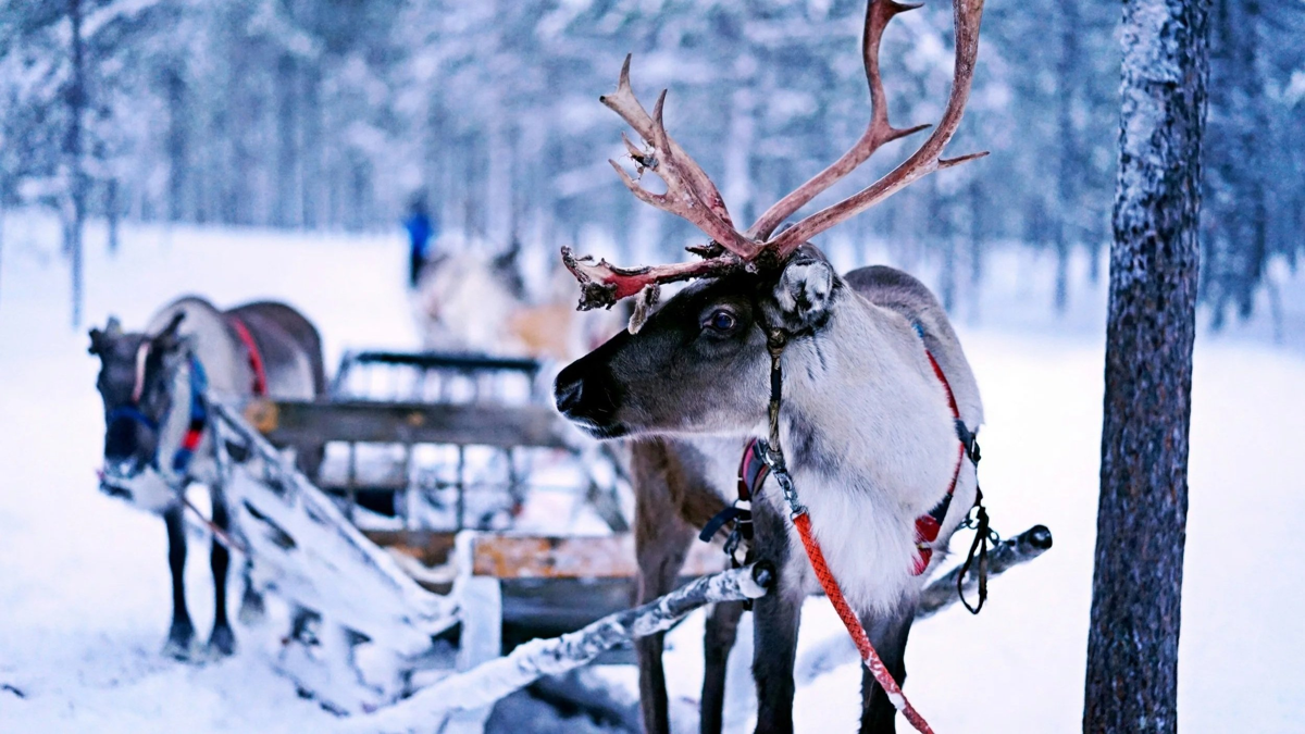 Private Reindeer Safari